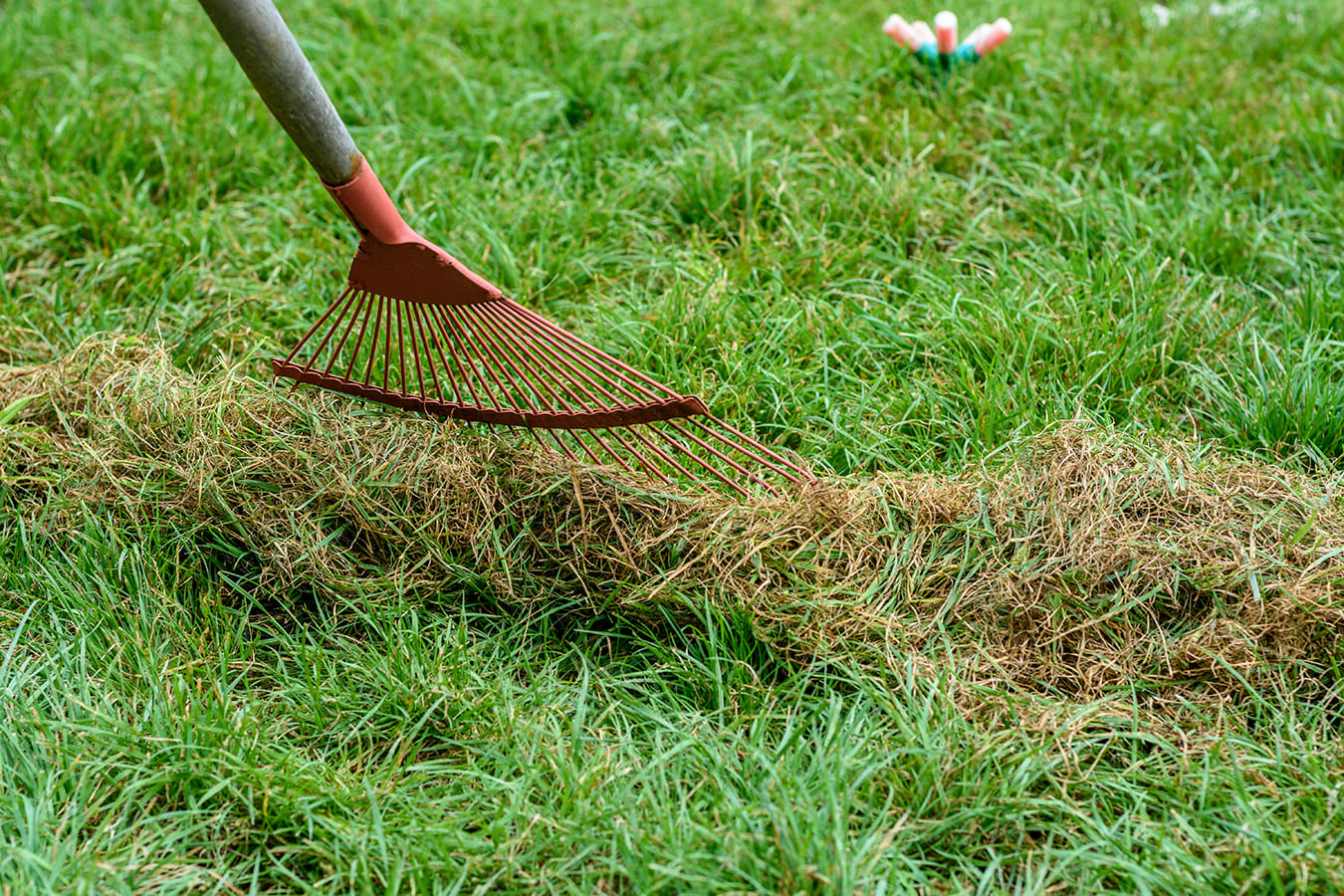 Essential Tips for Australian Grass Care