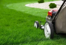 Green and Healthy: Organic Lawn Care Tips