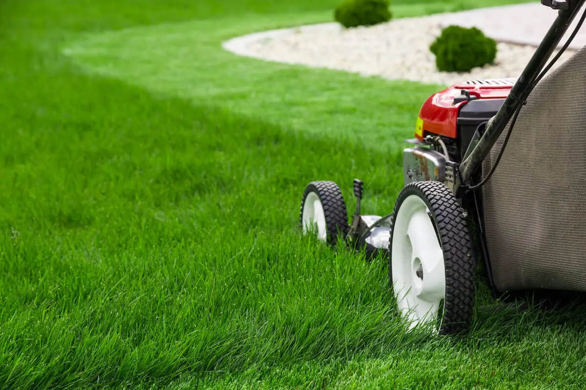 Green and Healthy: Organic Lawn Care Tips